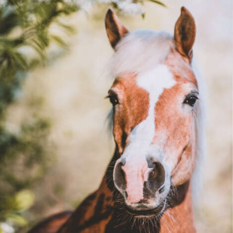 einsatzgebiet senioren fuetterung fakten derby